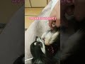 コチョコチョされて、力が抜けるチワワ犬#shorts