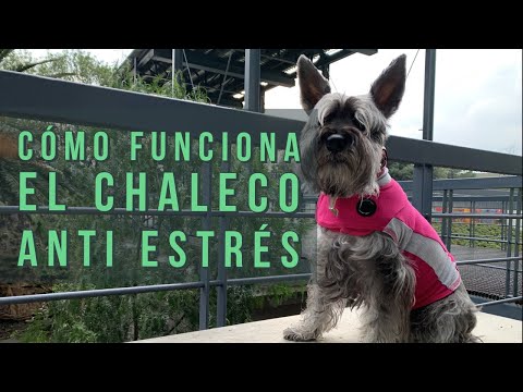 Video: Chalecos Ansiedad Para Perros.