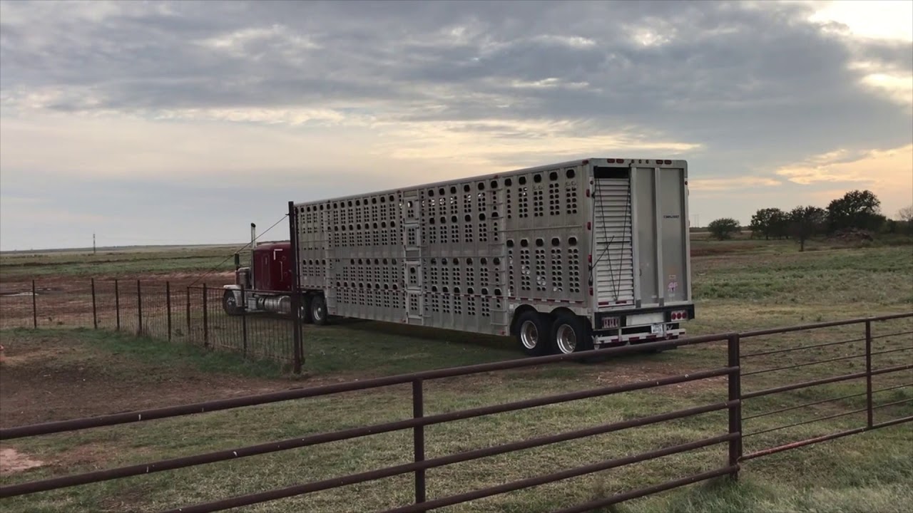 Loading and Hauling Cattle October 2019 YouTube