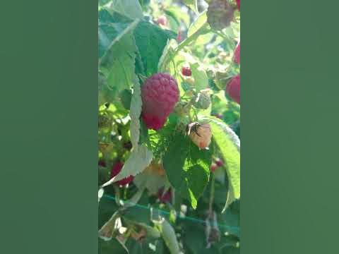 малина Амира - YouTube