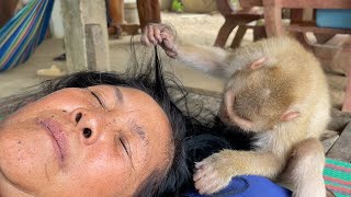 Nice Catch Lice!! Zueii Monkey Grooming Grandma So Good by ZUEII MONKEY 1,299 views 6 days ago 5 minutes, 5 seconds