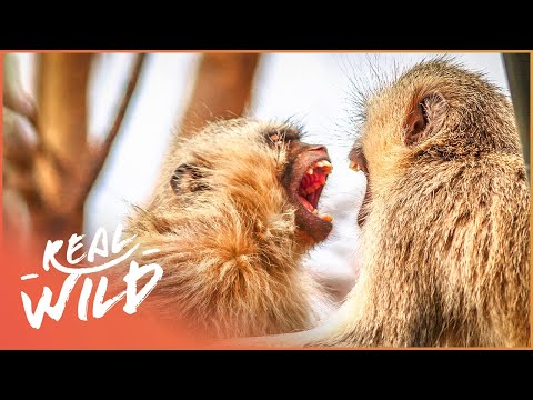 Vervet Monkey Troupe Erupts Into Civil War | Street Monkeys | Real Wild