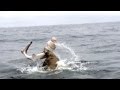 Epic Seal Versus Shark Battle