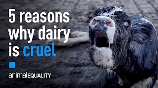 5 Facts That Will Change Your Mind About Dairy