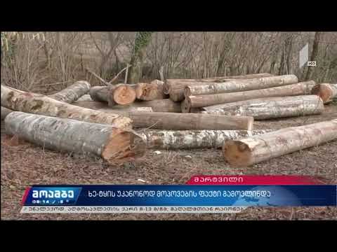 მარტვილში ხე-ტყის უკანონო მოპოვების ფაქტი გამოავლინეს