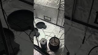 #autopot #acinfinity #myacinfinitygrow #growtent