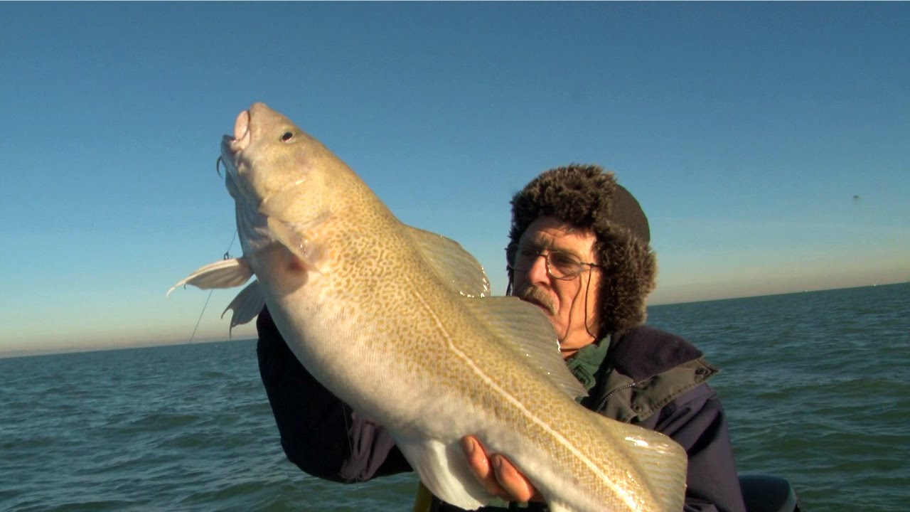 Winter Boat Fishing for BIG COD, CONGER EELS AND RAYS ...