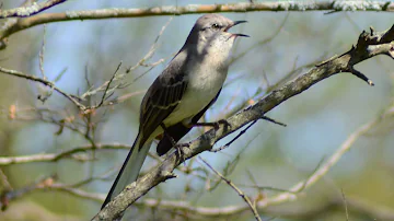 Mockingbird singing song / sounds