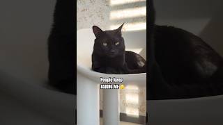 My Job Right Now Is Taking Care Of The Kidsforyou cat funny kitten ytshorts cute cutecat