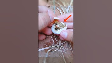Chàng trai tìm thấy quả trứng rắn trong rừng #shorts