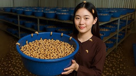 Nuôi Đuông Dừa Cực Kỳ Dễ Với Bí Quyết Kiếm Tiền Ổn Định | SON ASMR