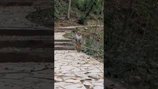 His running #monkey