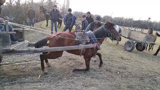 Balakən Tülü Kəndində At Sınaxı 2022