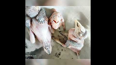 hình ảnh đi lấy mật ong rừng