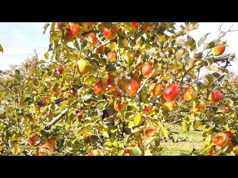 Apple Picking @Bilpin  (Pink Lady Apples)