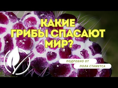 Псилоцибиновые грибы спасут мир