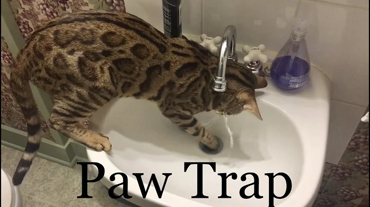 Watch the video about Bengal Cat Vs Sink Faucet