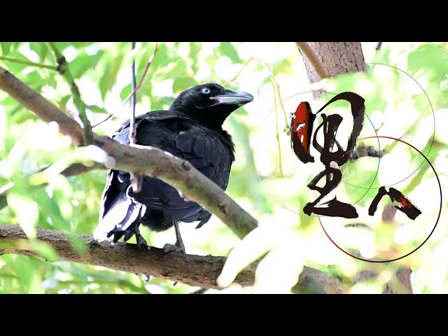 里へ＞(4)ハシブトガラス（神戸・阪神地区） - YouTube