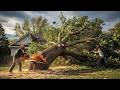 Chainsaw Idiots, Giant Timber & Extreme Forestry Machines | Dangerous Logging Fails