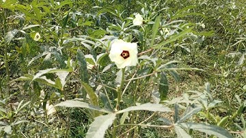 LG G8x ThinQ Slow Motion Video Shoot