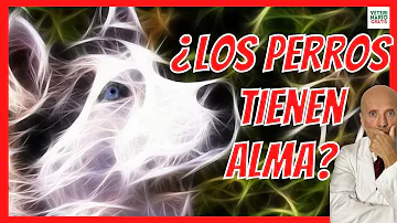 ¿Tienen alma los perros?