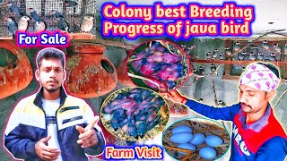 Best breeding progress of java bird 2023. Java bird colony progress. bird Farm Visit sale cheapest