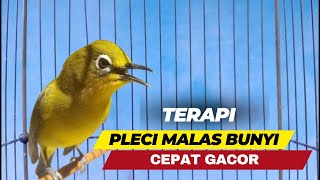 Terapi Pleci Malas Bunyi Agar Cepat Ngriwik Ngalas Nembak