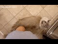 Ragdoll cat trigg meows and rubs legs for food      floppycats