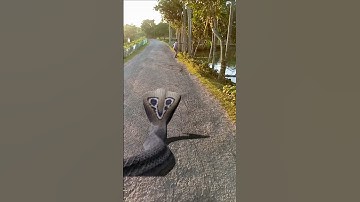 Anaconda Snake in real life P4#shorts#snake #python #snakes #nagin#anaconda #bigsnake #viralVideo