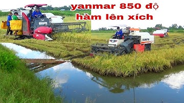 XEM BỘ HAI MÁY CẮT LÚA KUBOTA DC 70 YANMAR YH850 PHƯỢT LÚA VUÔNG TÔM amazing video new