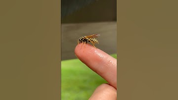 New wasps colony #wasp #wasps #pollinators #paperwasp #beekeeper