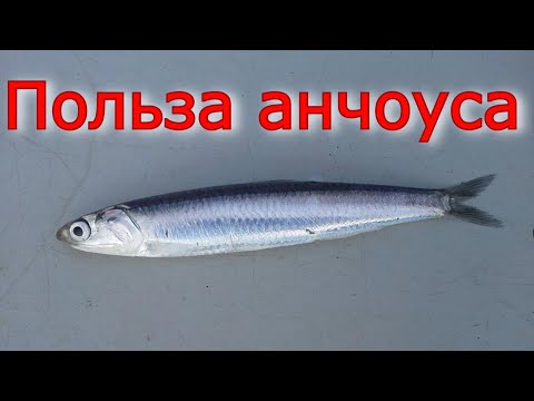 Польза анчоуса. И в чем его сила.