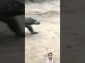 The Speed At Which The Komodo Dragon Reaches Its Target The Speed At Which The Komodo Dragon Reaches Its Target