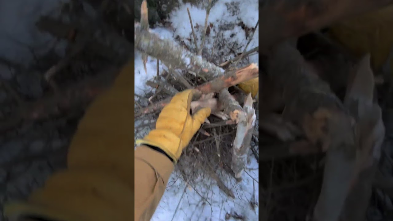 Un feu sans outils, écorces, ou allume feu. Seulement du jus de bras et une allumette #survie