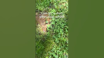 Tutorial on how to touch grass!