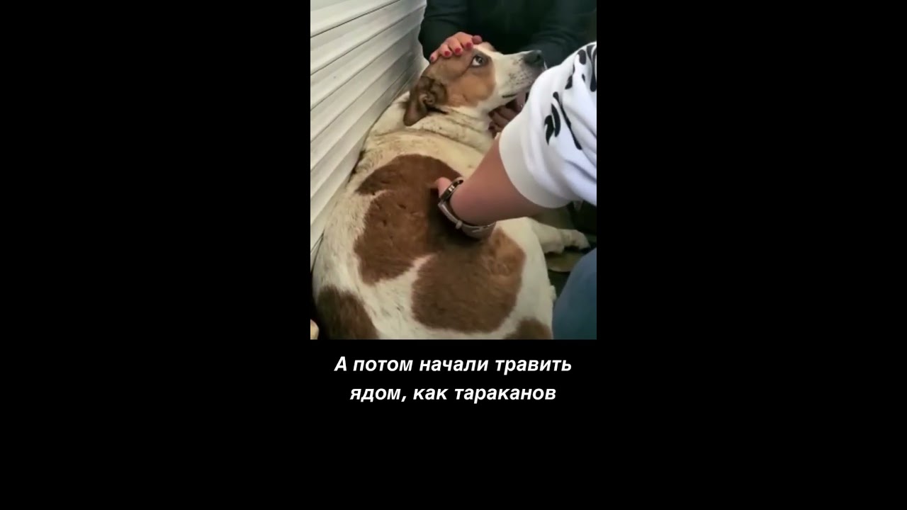 щенки были отравлены