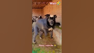 ||wait wait|| 🤣 #shortviral Newshortviral  🤣🤣#funny Vinayak comedy 67 🤣🤣