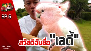 EP6.สวัสดีฉันชื่อ"เลดี้" (Major mitchell cockatoo)