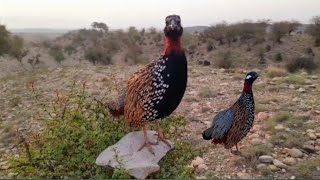 Jungali Teetar | Kali Teetar Ki Awaaz | Teetar Kavach |Teetar Ki Awaz | Balck Teetar Calling | Tatar