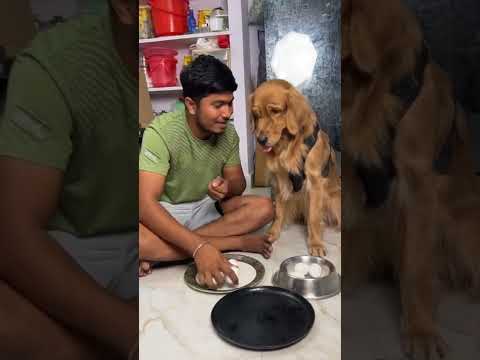 No Cheating Very Happy #imsubu #shorts #petlover
