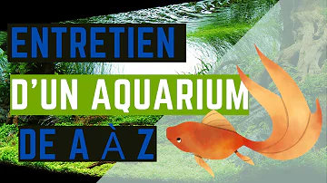 Quand nettoyer l'aquarium ?