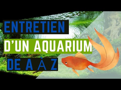 Entretien d&rsquo;un aquarium de A à Z
