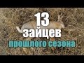 Охота на зайца - Лучшие моменты - Трофеи, выстрелы, работа собаки / Hare hunting best moments