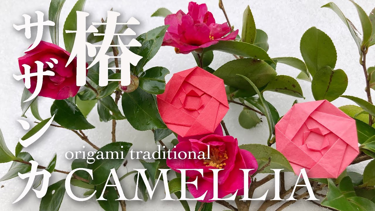 Easy Origami flower traditional＊簡単 折り紙 花 椿・山茶花（サザンカ） Camellia＊