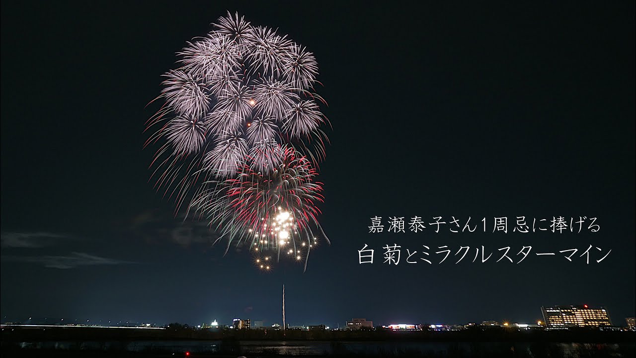 【※長岡 泰】おがくず│杉│桧│国産│天然乾燥│おが屑│カンナ屑│ 2025【長岡】嘉瀬泰子さん1周忌に捧げる「白菊」と「ミラクルスター