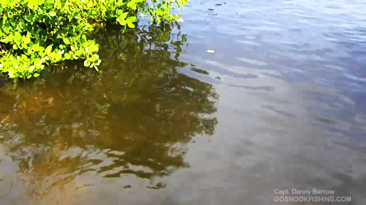Big Snook tries to Eat a 5 lb Bass
