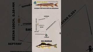 Уловистый монтаж для ловли щуки,судака на живца🔥🔥🔥 #рыбалка #щука #судак
