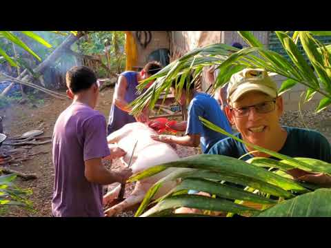 My American husband watching how to butcher the Pig in the Philippines