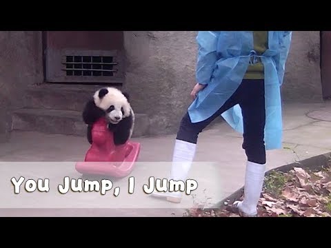 Adorable panda baby jumps off her horse.