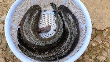 Mưu sinh bằng nghề câu cá lóc bằng vịt đầu mùa mưa@lapmientay